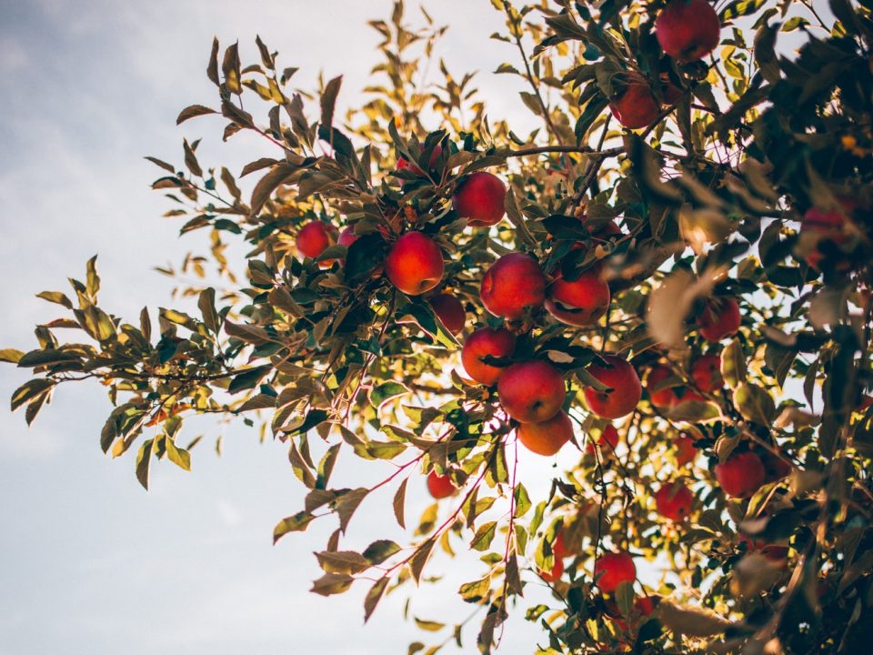 apple tree over sun light and clouds