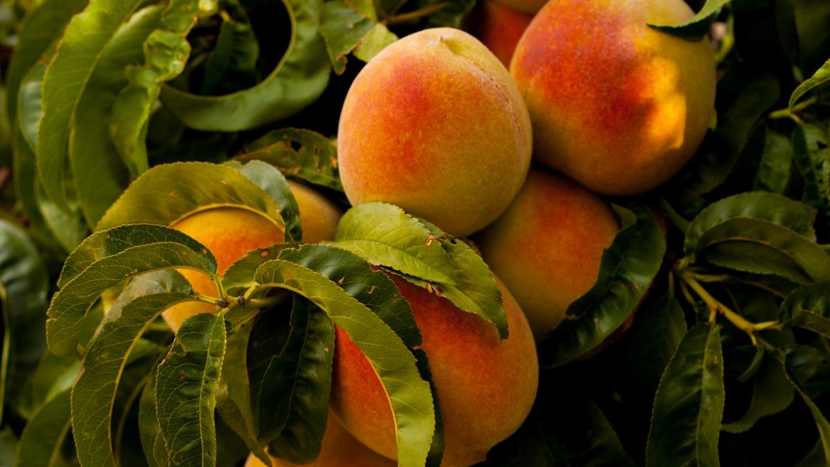 unharvested ripe peach fruits at daytime