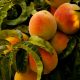 unharvested ripe peach fruits at daytime