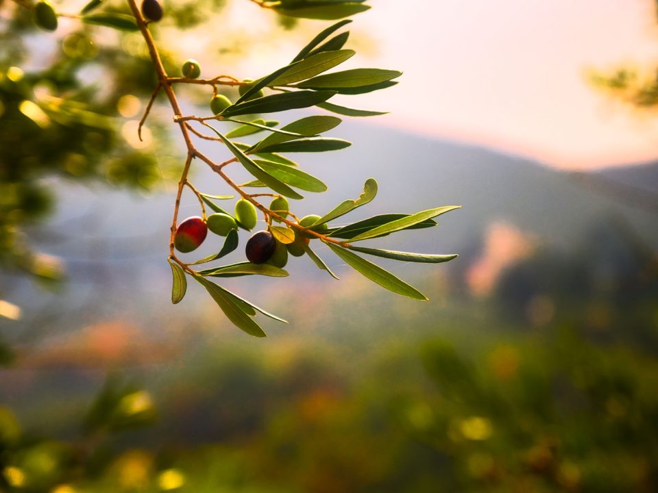 green plant with red round fruits