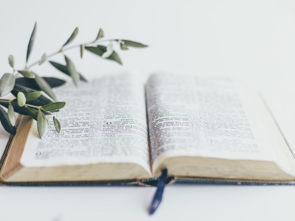 green plant on white book page