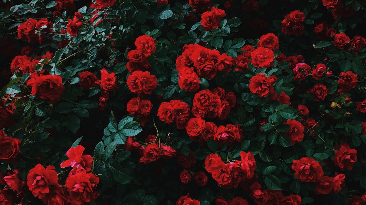 bed of red roses in bloom