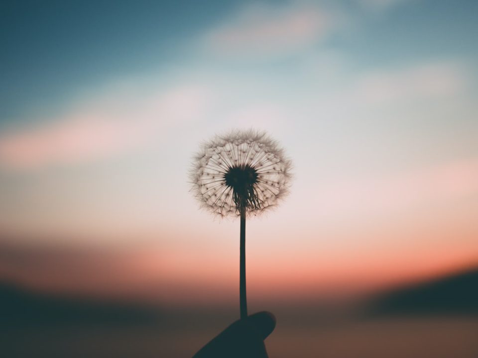 person holding dandelion flower