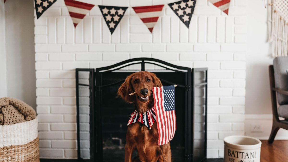 short-coated brown dog biting American flag