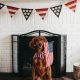 short-coated brown dog biting American flag