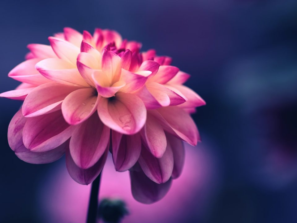 selective focus photo of pink petaled flower