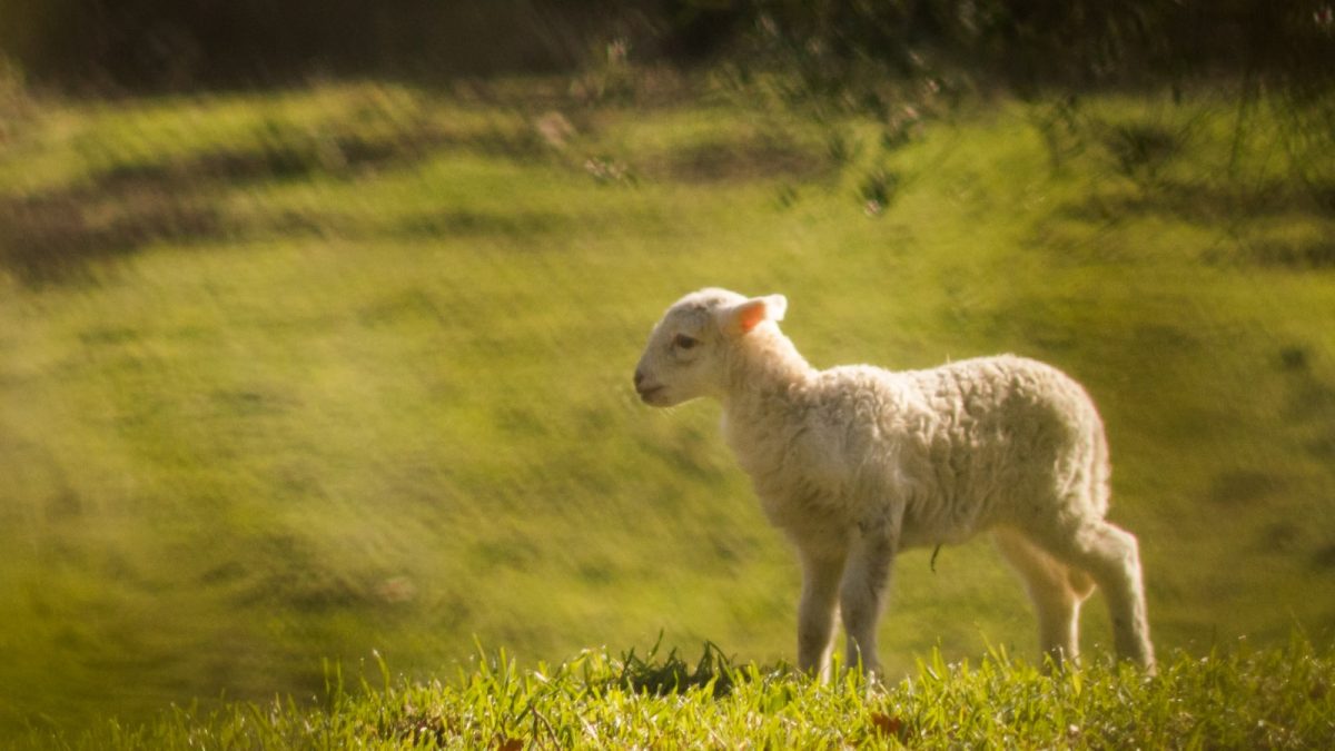 white lamb on green grassland during daytime