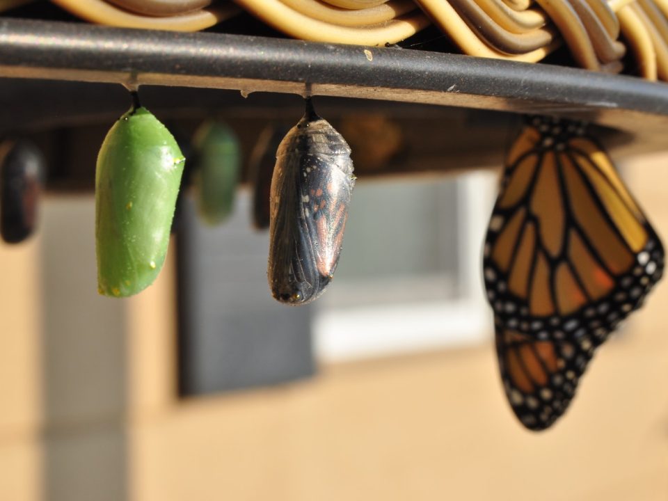 three pupas