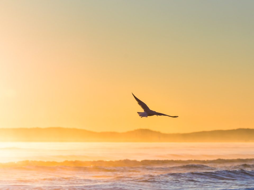 flying bird above sea