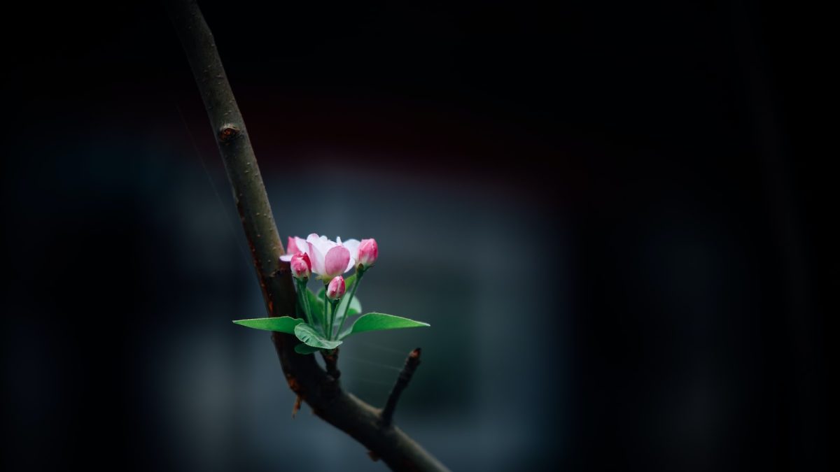 selective focus of pink petaled flower