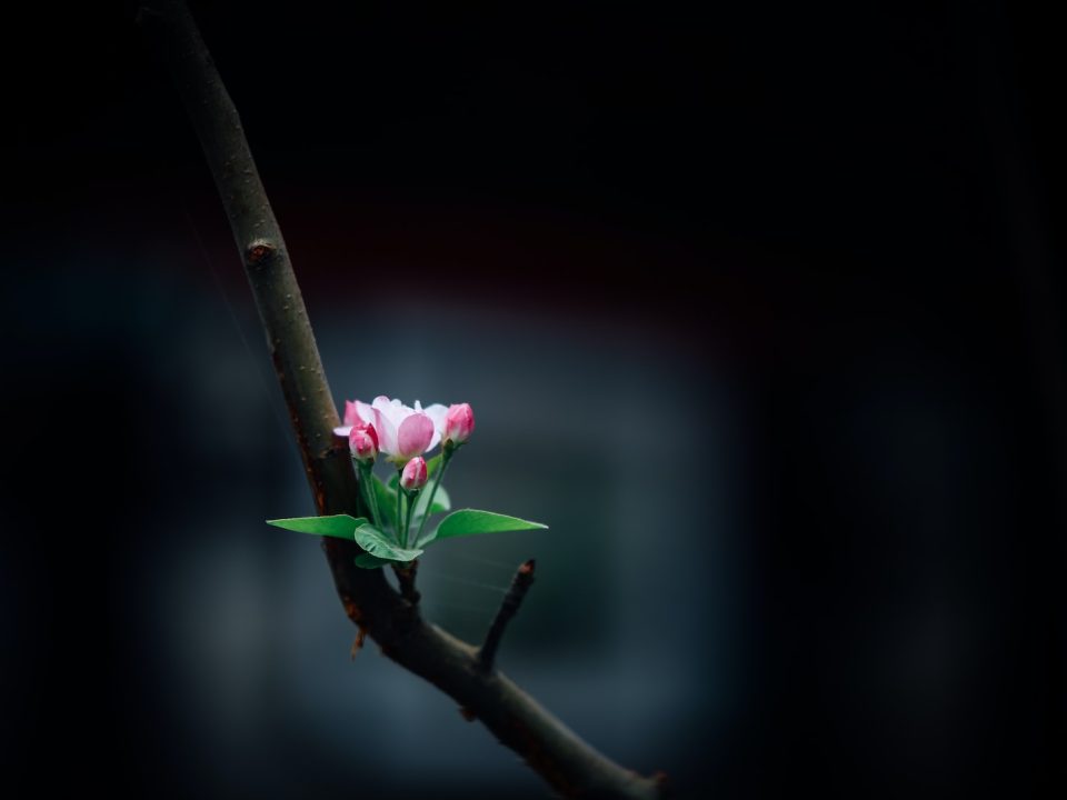 selective focus of pink petaled flower