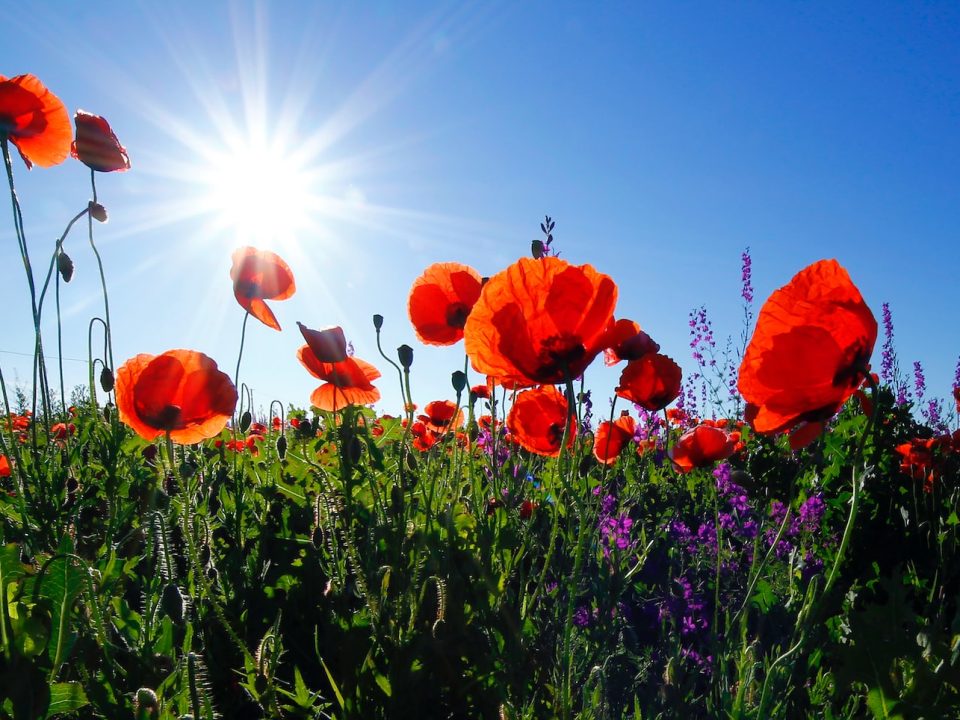 red poppy flower field at daytime