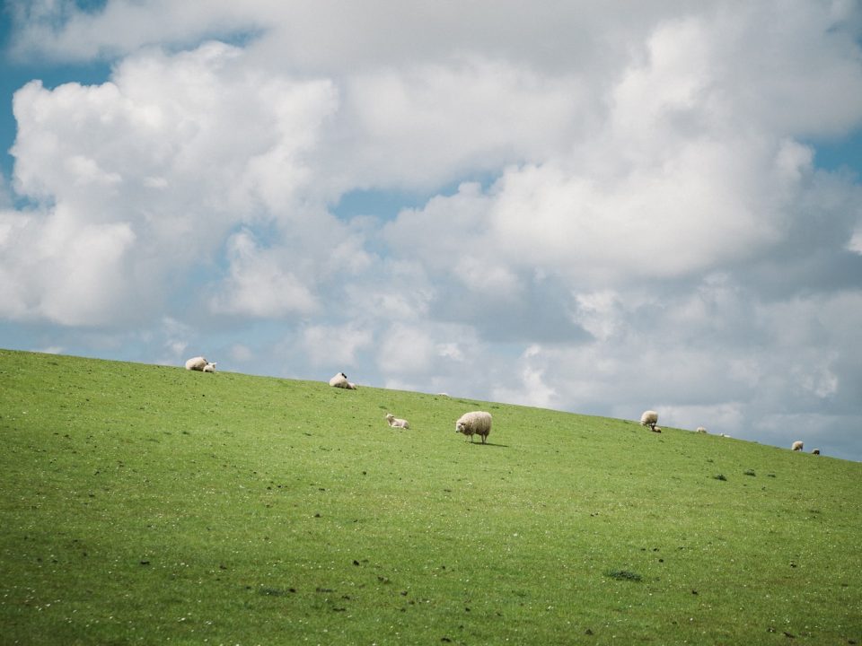 white sheep photography