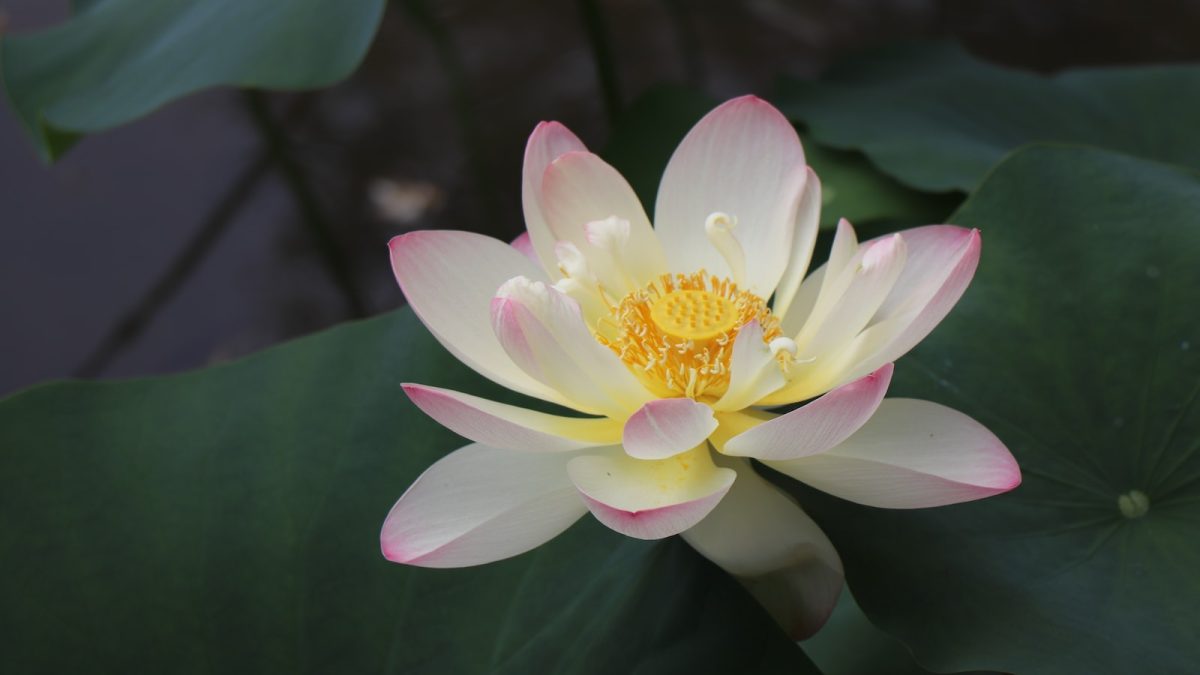 white and pink petaled flower on body of water
