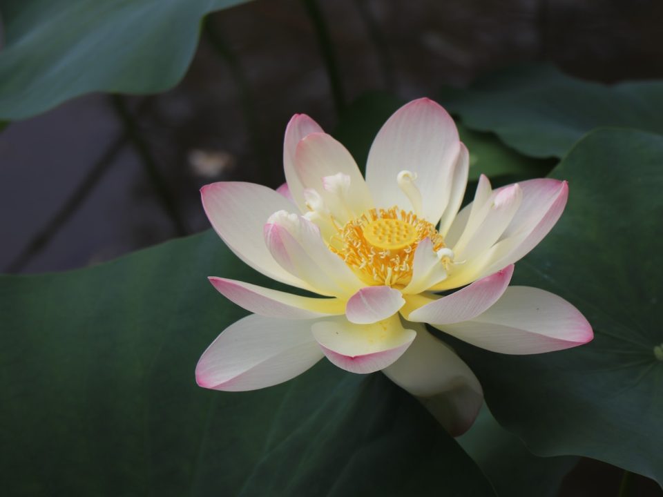 white and pink petaled flower on body of water