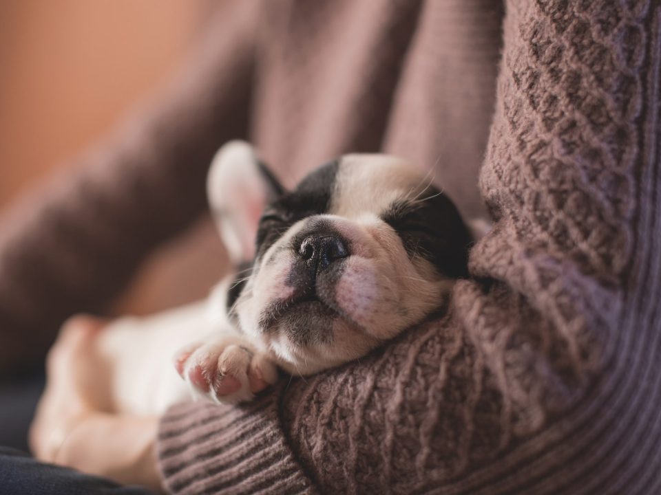 selective focus photography of puppy on sweater