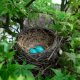 two eggs in bird nest