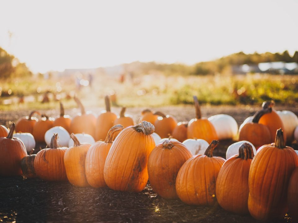 orange pumpkins under white sky at daytime