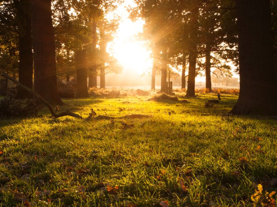 green grass field with trees during daytime