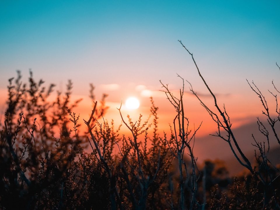 silhouette of plant during sunset