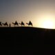 silhouette of people riding on camels