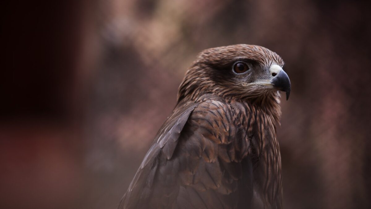 selective focus photography of brown hawk
