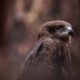 selective focus photography of brown hawk