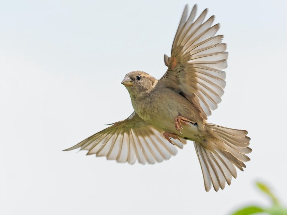 low-angle photography of brown bird