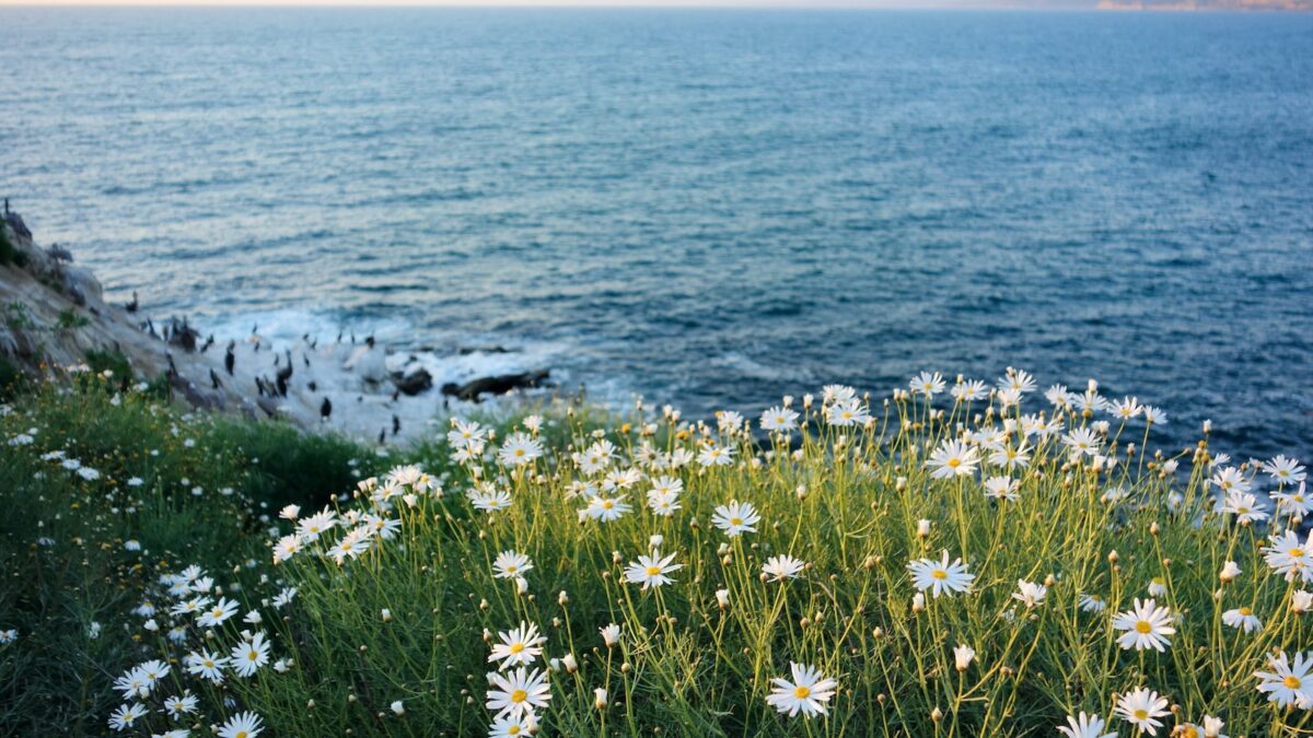 white daisies overlooking the sea