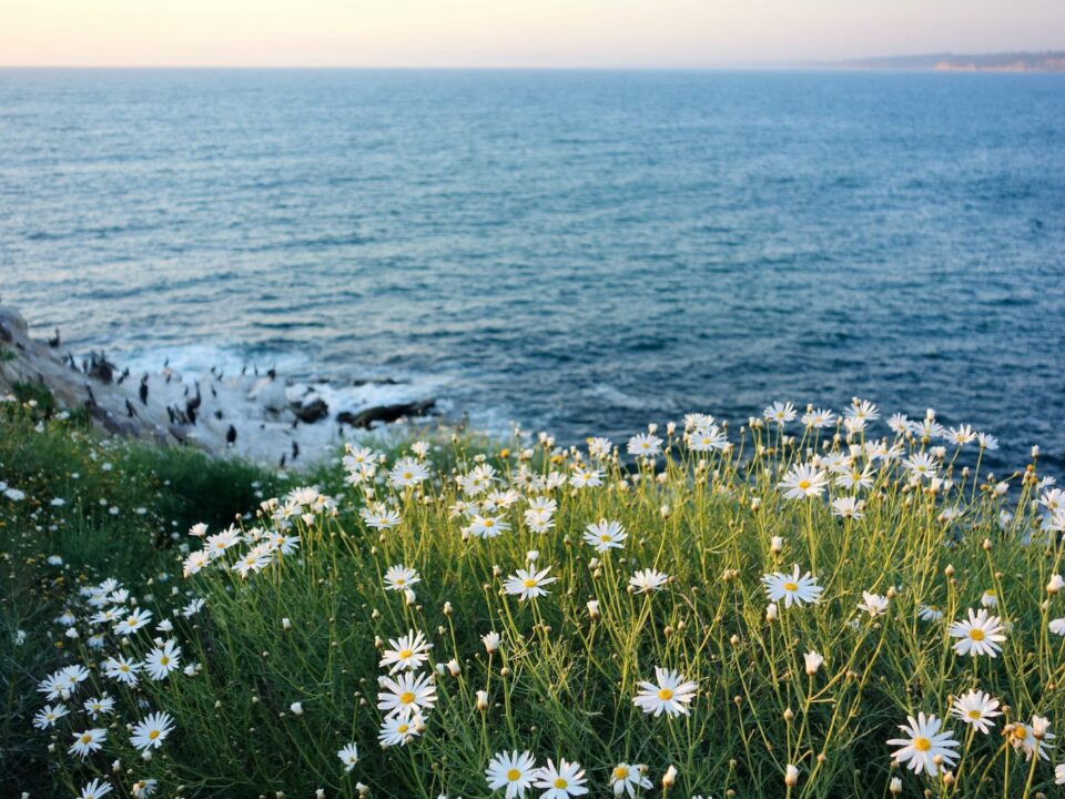 white daisies overlooking the sea