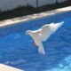 white bird on white concrete surface near swimming pool during daytime