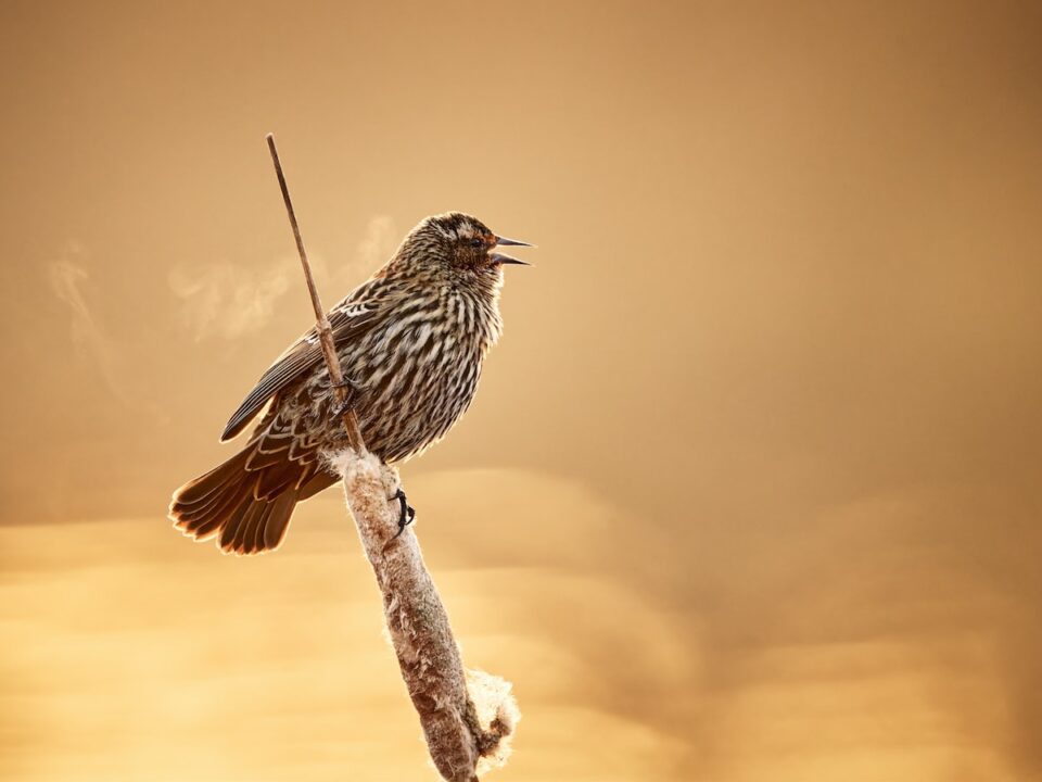 a small bird sitting on top of a branch