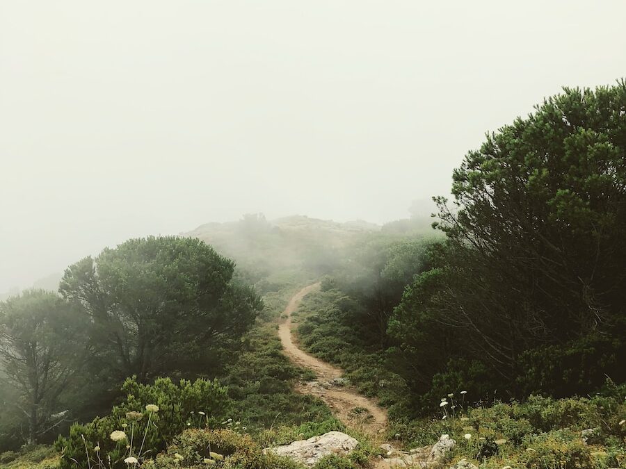 rough road surround trees with fogs