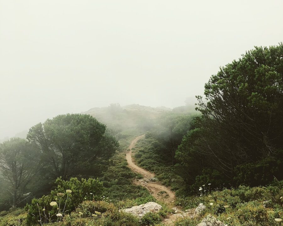 rough road surround trees with fogs