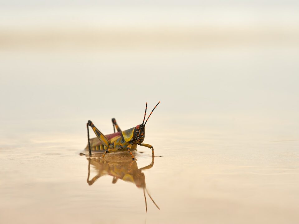 brown grasshopper on white sand during daytime