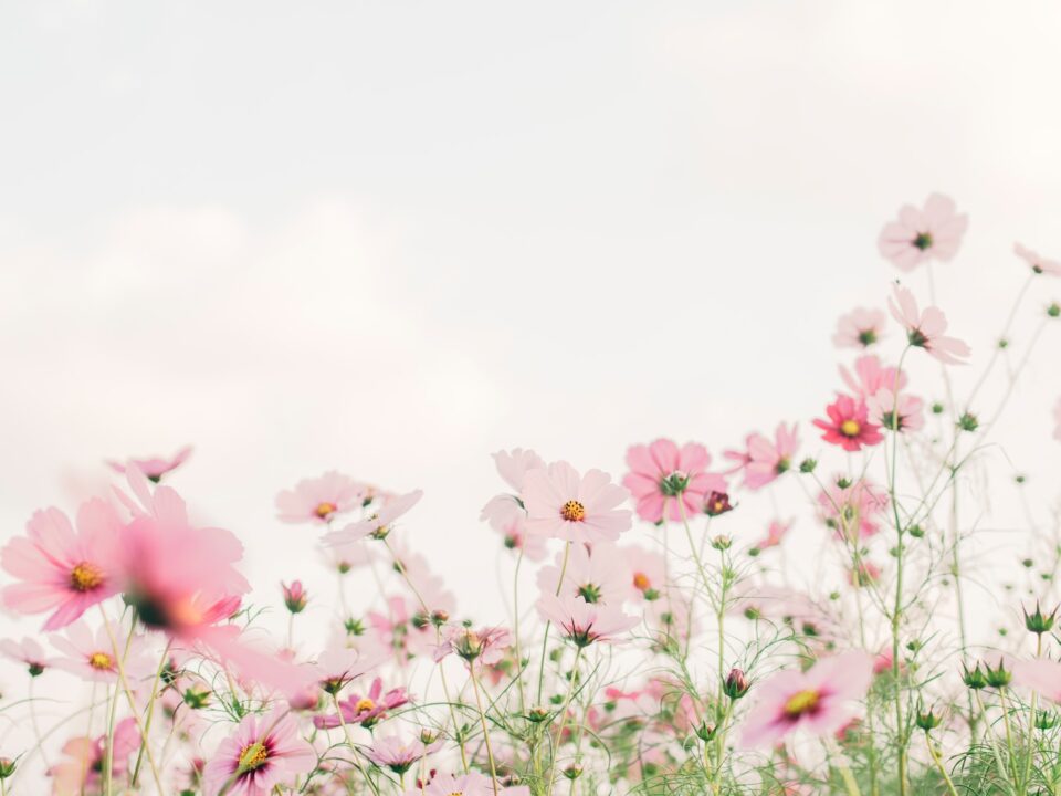 pink and white flowers under white sky during daytime