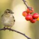 brown sparrow perched near red fruits