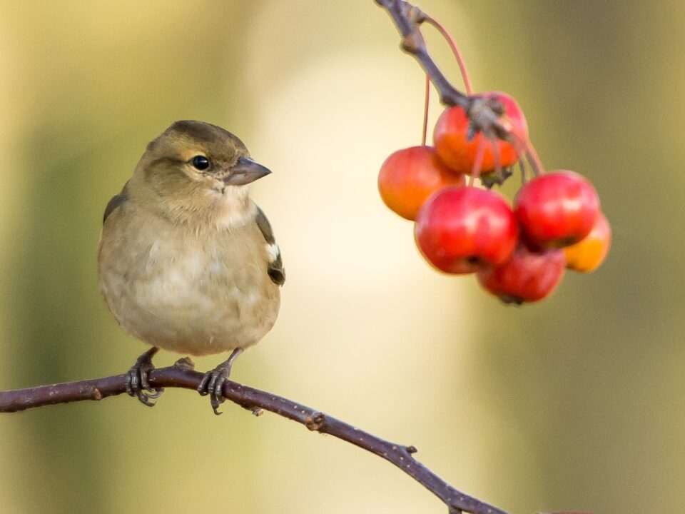 brown sparrow perched near red fruits