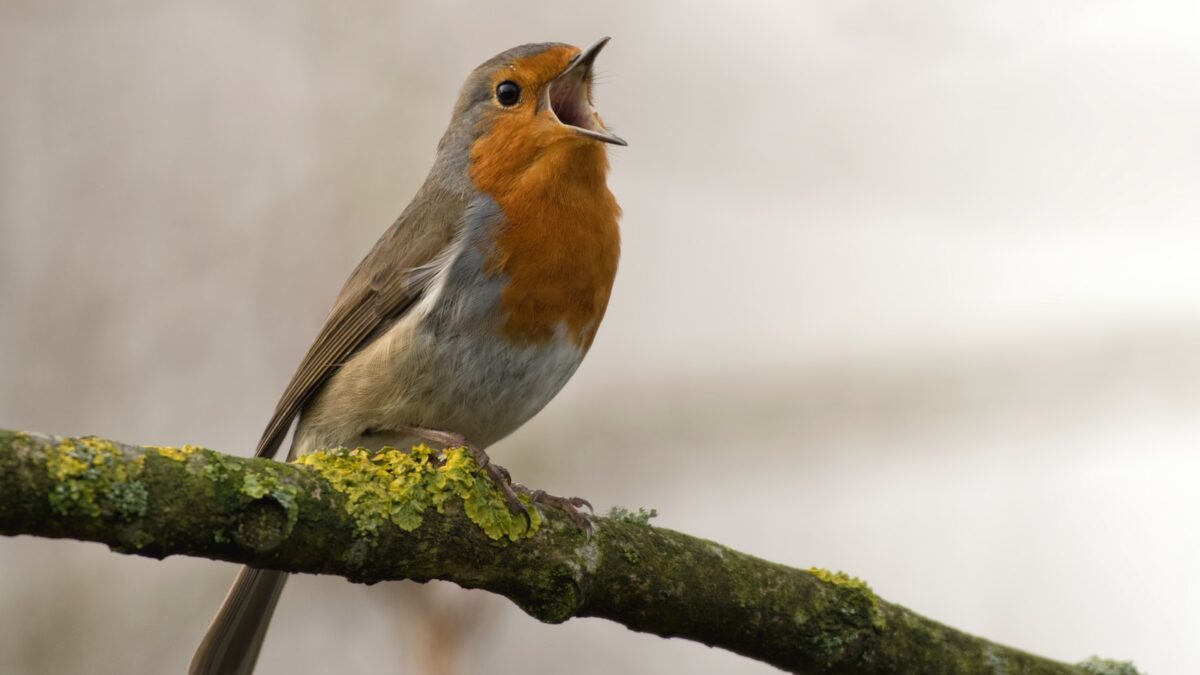 bird singing on tree