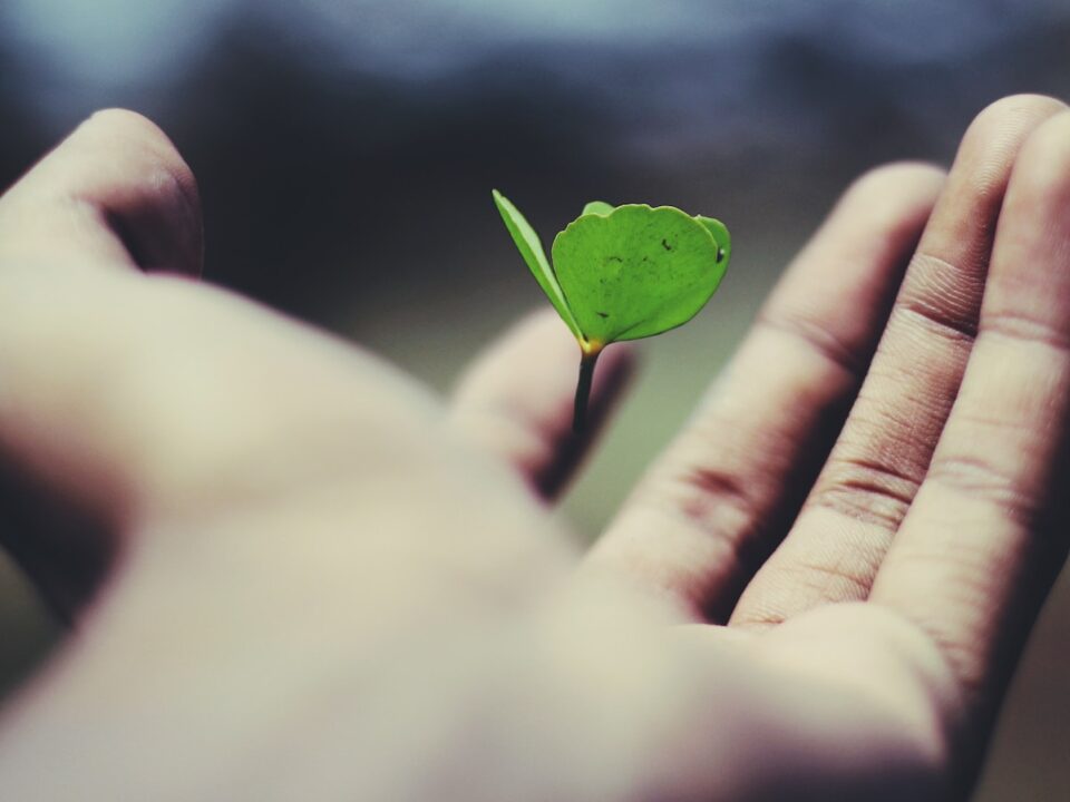 floating green leaf plant on person's hand