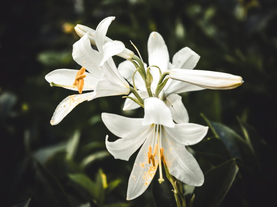 white flowers