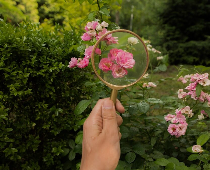 a person holding a magnifying glass with pink flowers