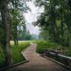 a wooden path through a lush green forest
