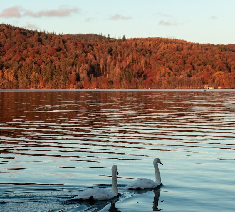 swan on water during daytime
