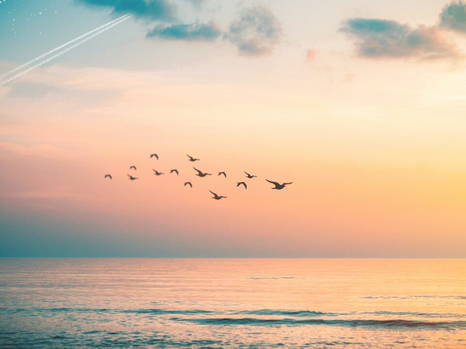 flock of birds flying above wavy body of water during golden hour
