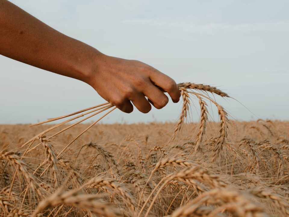 person holding stack of wheat
