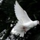 two white doves flying