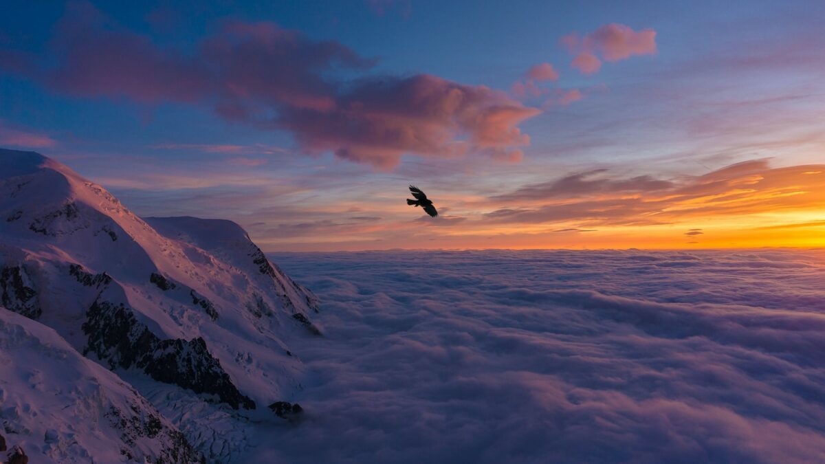 bird flying over snow covered mountain during daytime