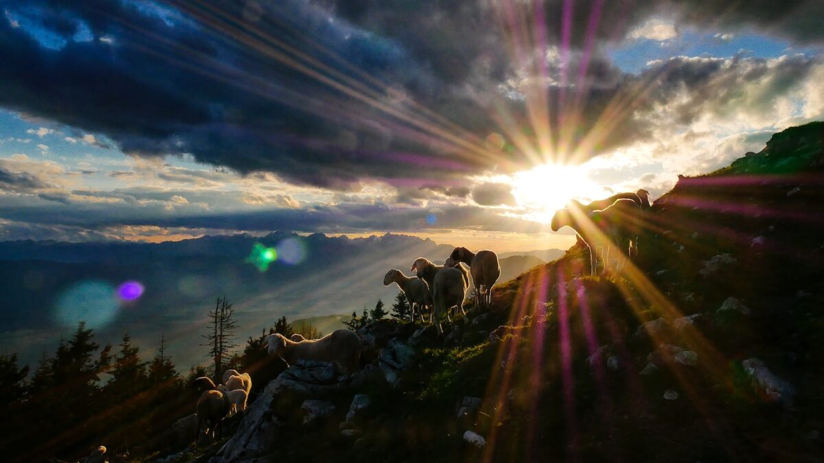 sun rays peak through clouds over herd of goats on hill