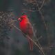selective focus photography of red cardinal on tree